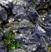 「GARIMPEIRO」GARIMPEIRO(ガリンペイロ）ＣＤ詳細ページへ